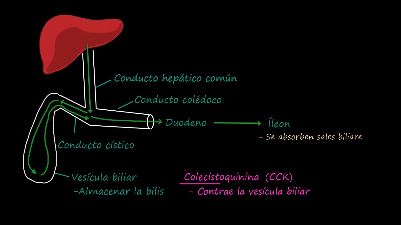 Árbol biliar | Fisiología del sistema gastrointestinal | Khan Academy en Español