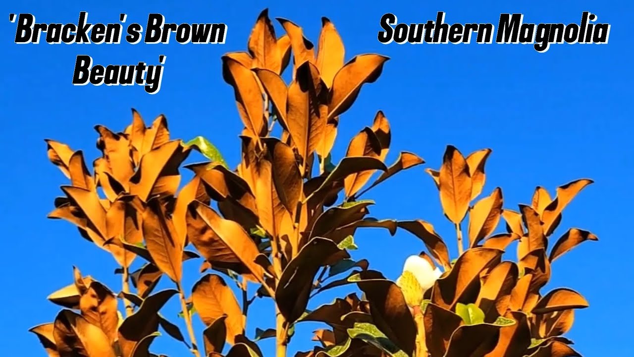 Bracken's Brown Beauty Southern Magnolia