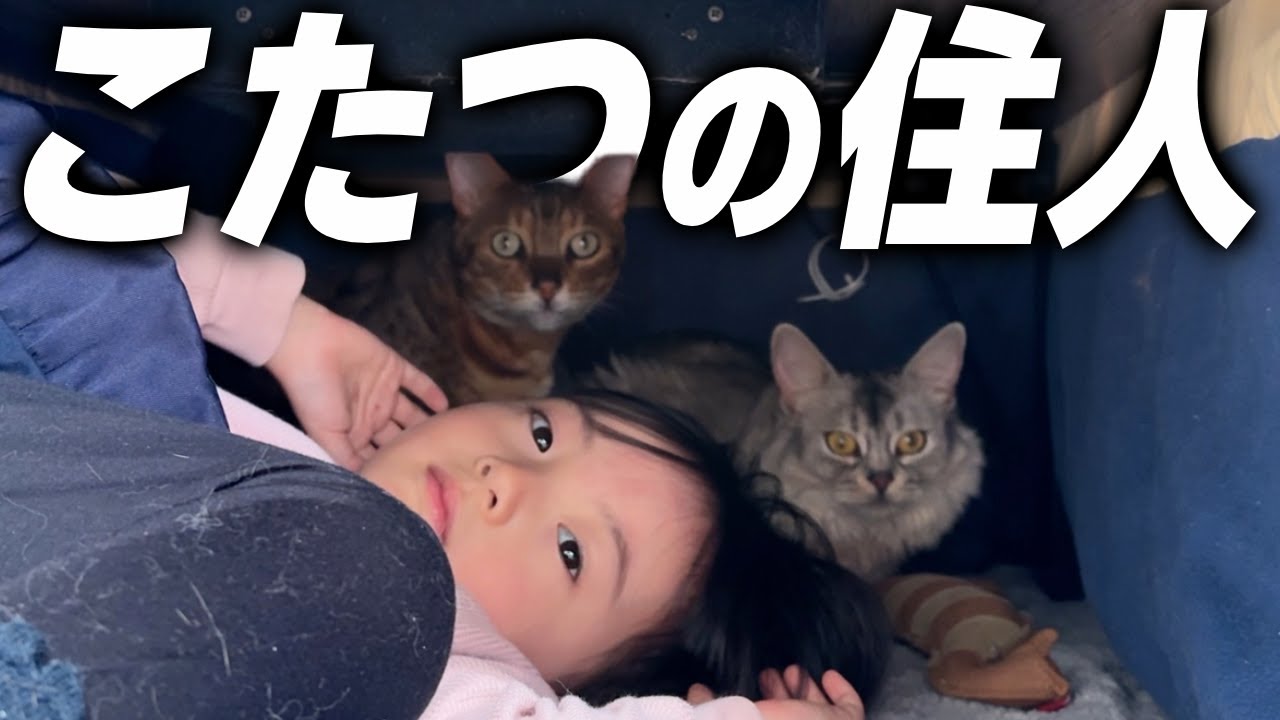こたつを出してみたらさっそく占領されました【猫と娘の日常】