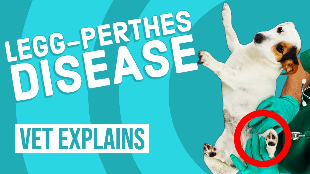 Legg-Perthes Disease