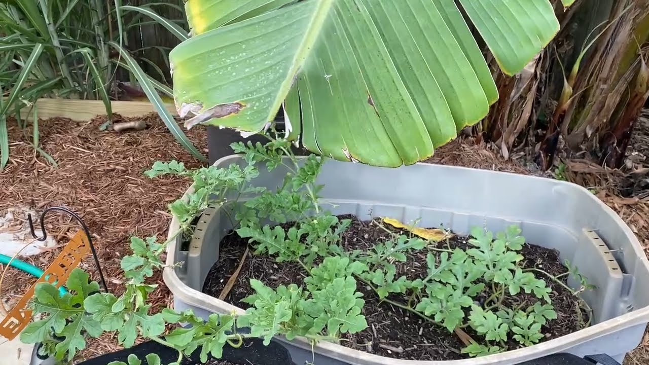 An Update on The Container Watermelon
