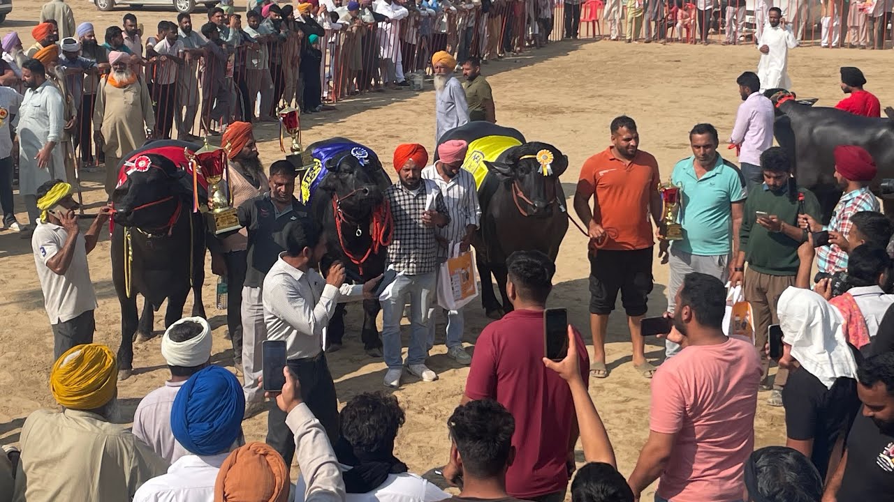2 ਦੰਦ ਝੋਟਿਆਂ ਦਾ ਮੁਕਾਬਲਾ ਜੰਗੀਆਣਾ ਬਰਨਾਲਾ || ਪਹਿਲਾ ਮੇਲਾ ਸੋਹਣੇ ਰਿਜ਼ਲਟ 😱🏆🏆