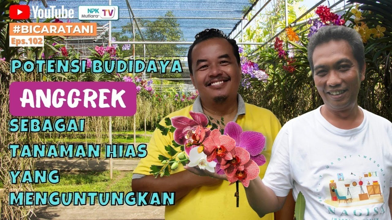 😍😍 ADA BELASAN RIBU TANAMAN ANGGREK di CILENGKO ORCHID, PURWOKERTO | OSO SUHARSO - Bicara Tani #102