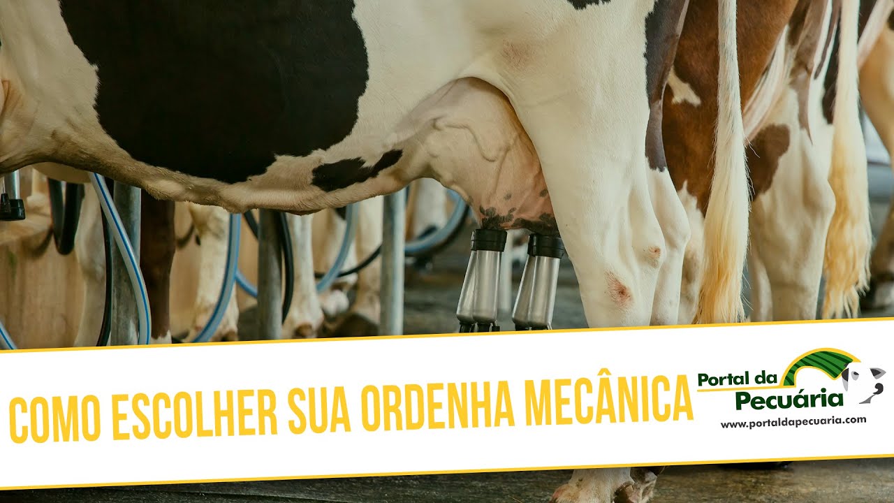 Como escolher sua ordenha mecânica