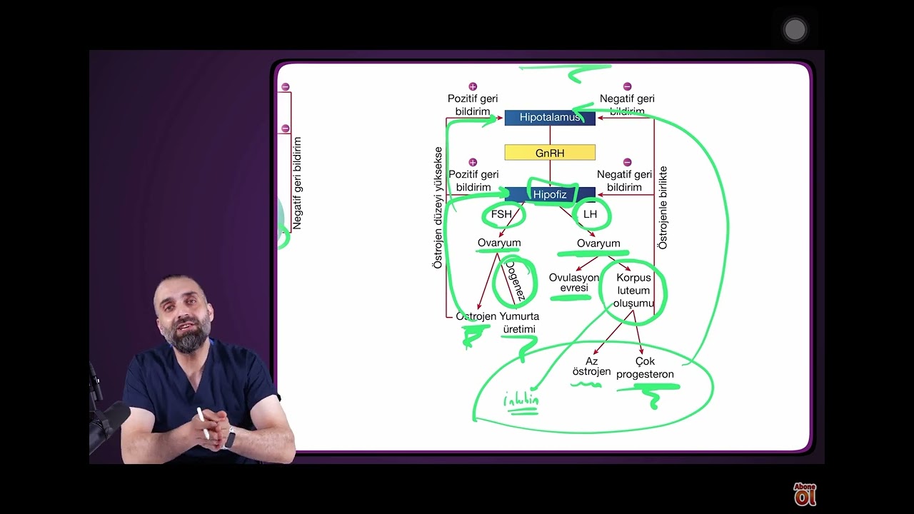 Ureme sistemi feedbackleri + hormonların ozellikleri UNUTMA🫵