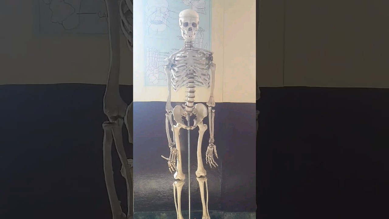 Real human skeleton 💀 medical student life in anatomy lab 
