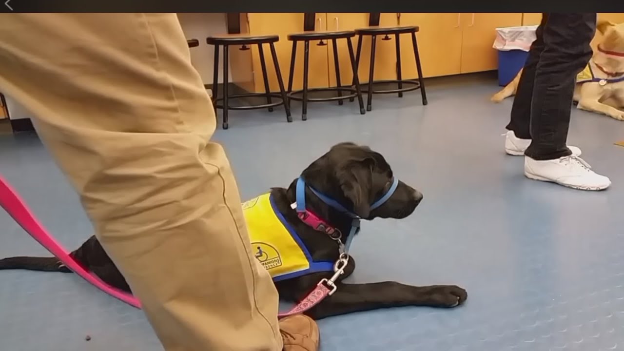 Canine Companion for Independence in Arizona talks about virtual dog training