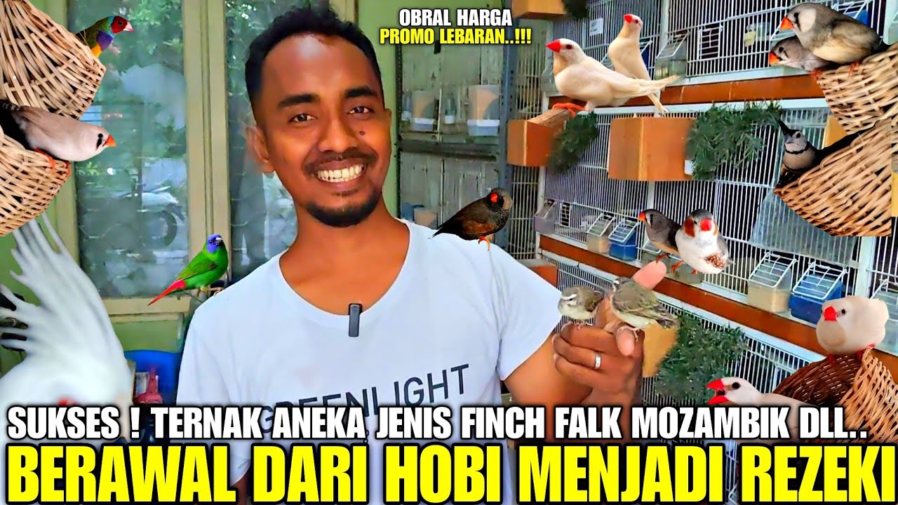 BIKIN SHOCK ! DIREMEHKAN CUMA BURUNG EMPRIT, MAS INI SUKSES MERAUP JUTAAN RUPIAH DARI TERNAK FINCH
