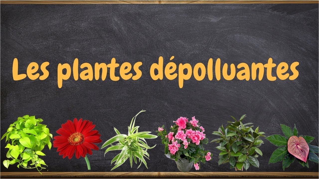 Les plantes dépolluantes : phyto-épuration