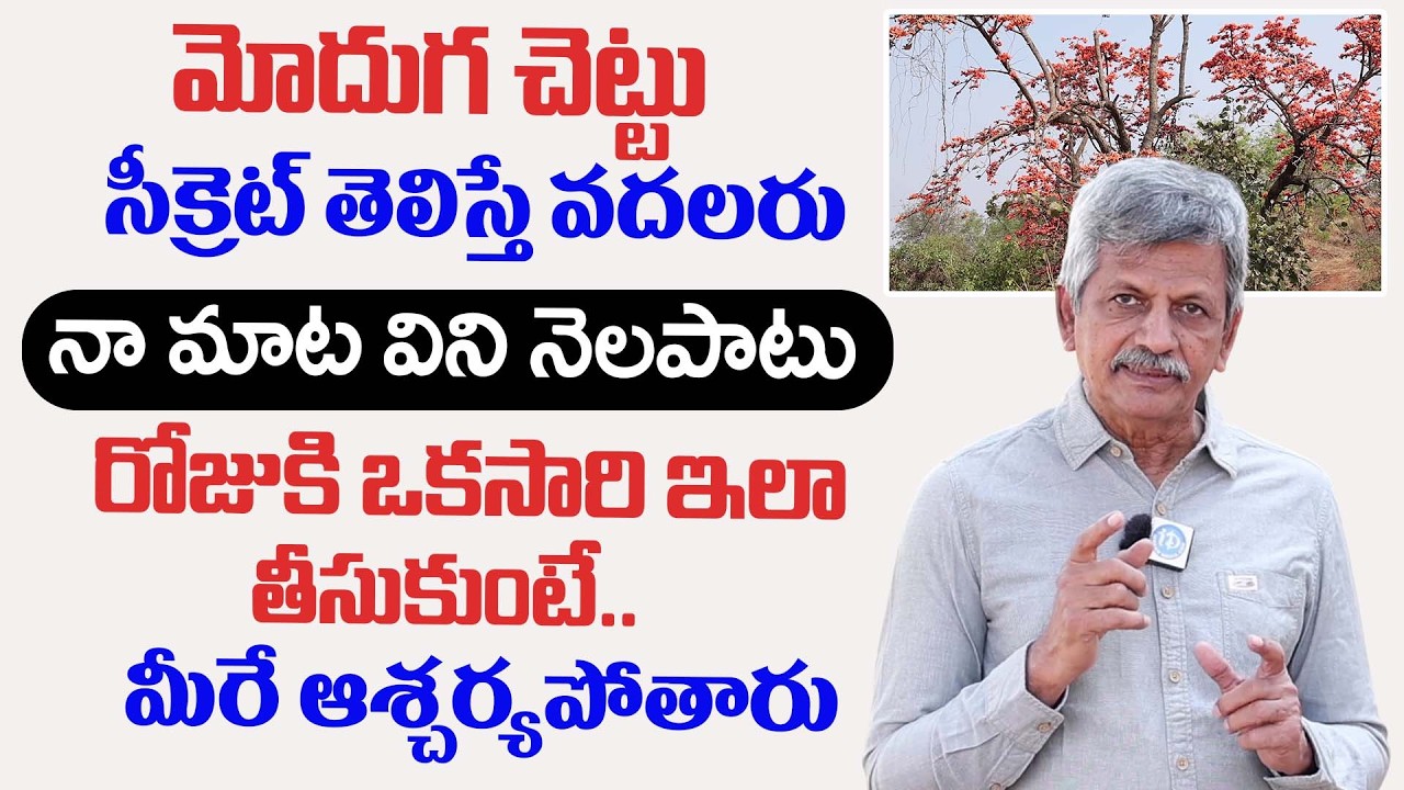 మోదుగ చెట్టు అద్భుత ఉపయోగాలు .. | Uses Of Moduga Chettu | Anjaneya Raju | iDream Health