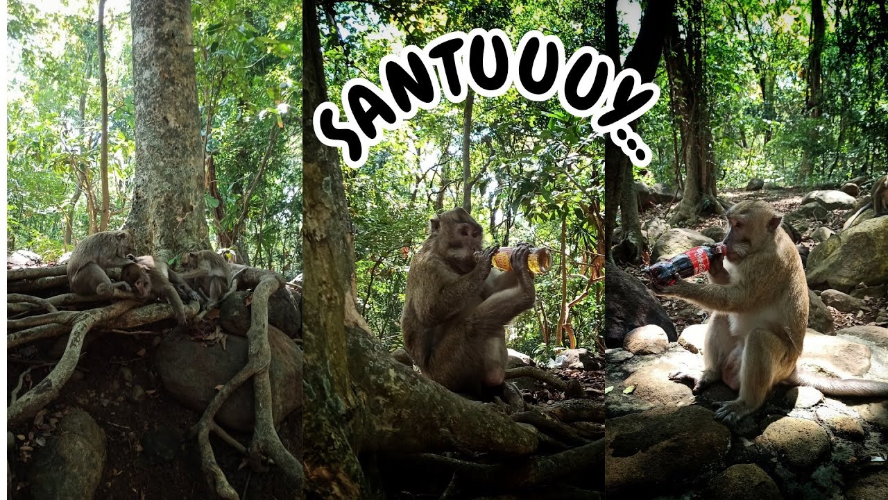 Tingkah Lucu dan Unik Kera-Kera Penghuni Bukit Plangon