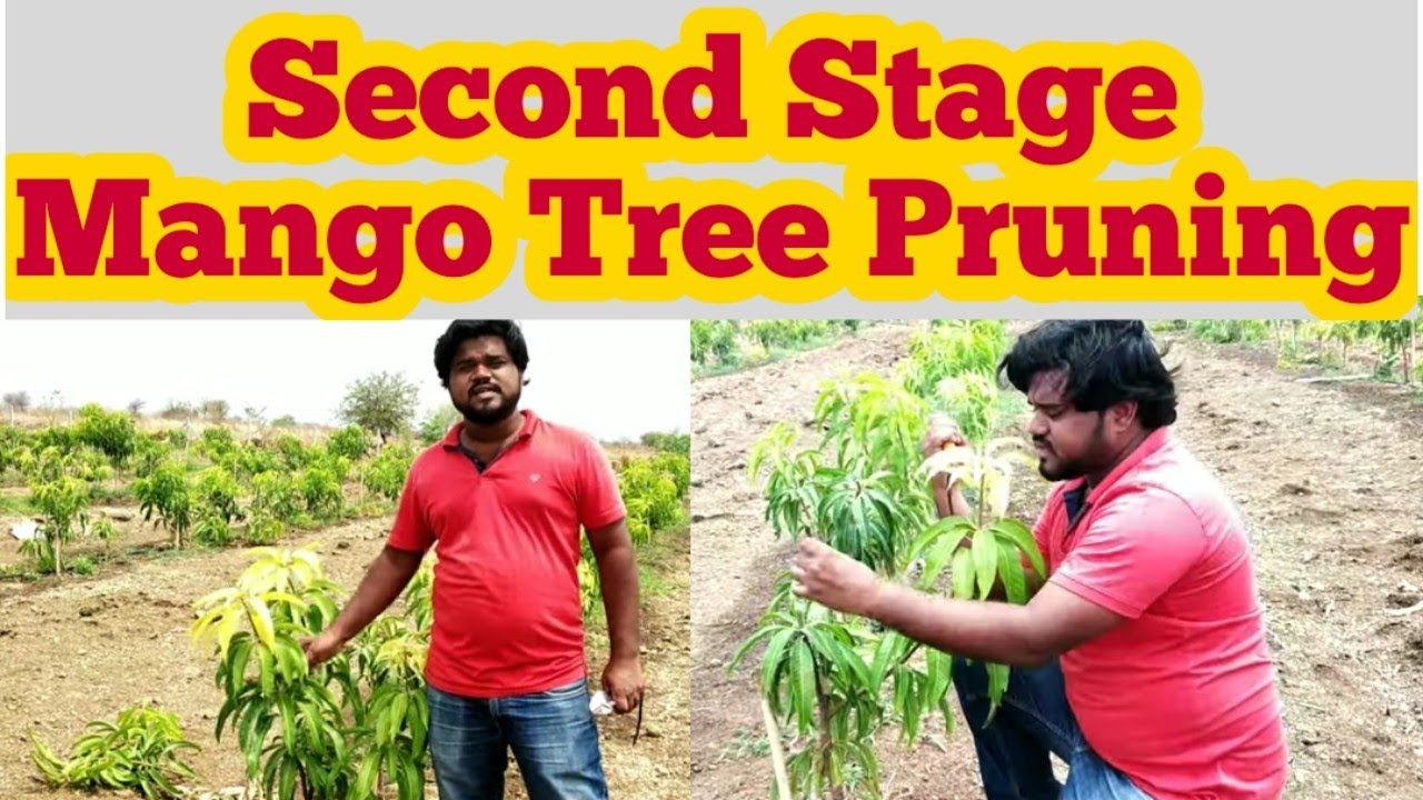 How to Cut or Prune a Mango Plant - PART 2 and Reason behind it/मैंगो प्लांट को कैसे काटें -भाग 2