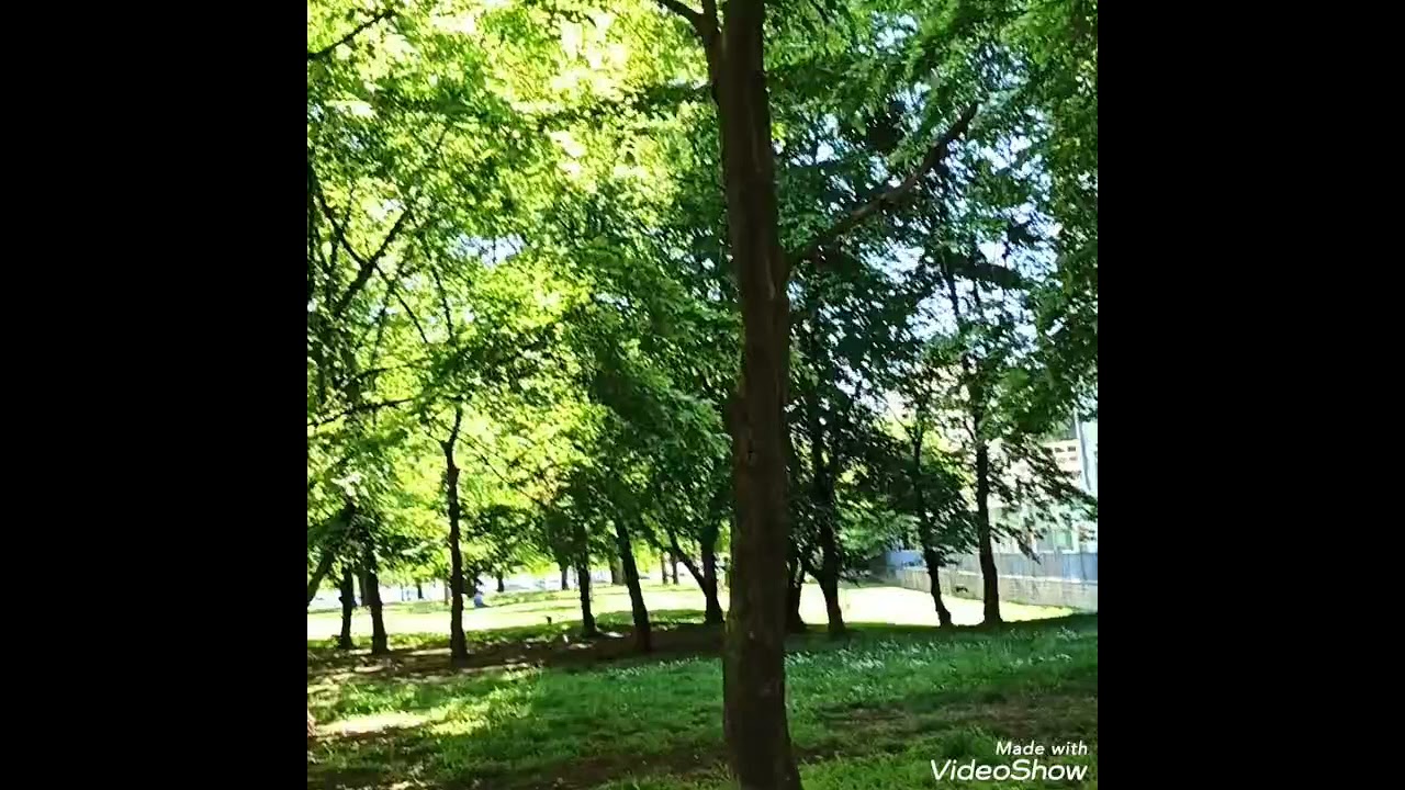 "L'albero sognante" (la canzone è di Giulio Wilson)