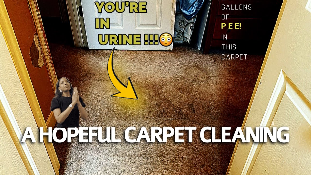 Is It A Waste of Money To CLEAN An Old Peed Off Carpet?