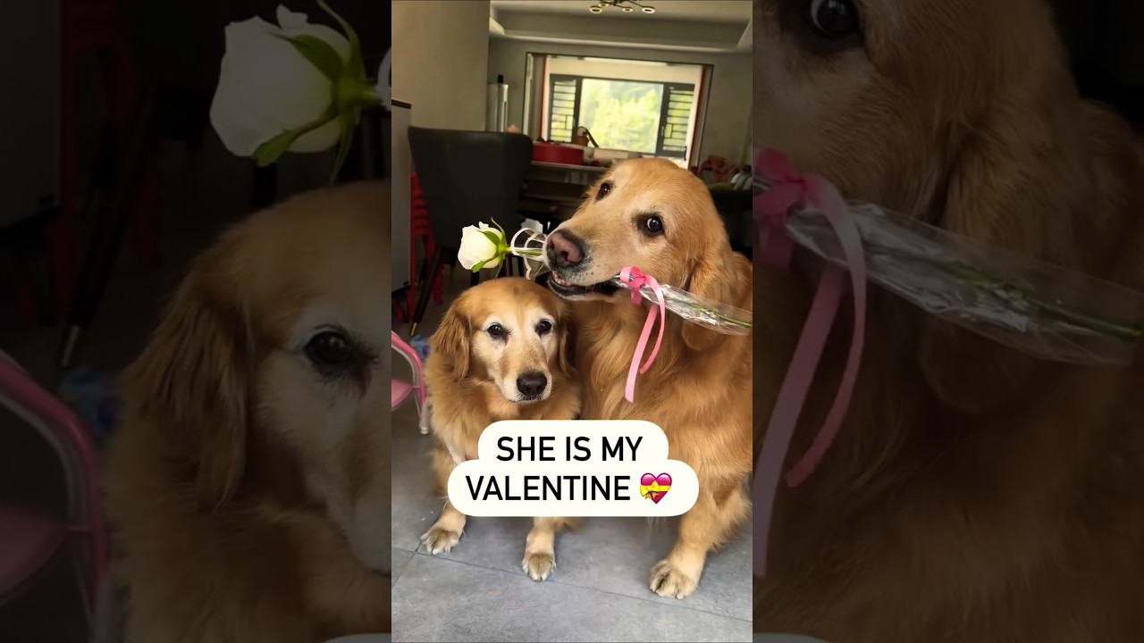 So Lovely Golden Retriever Dogs 🥰😘 
