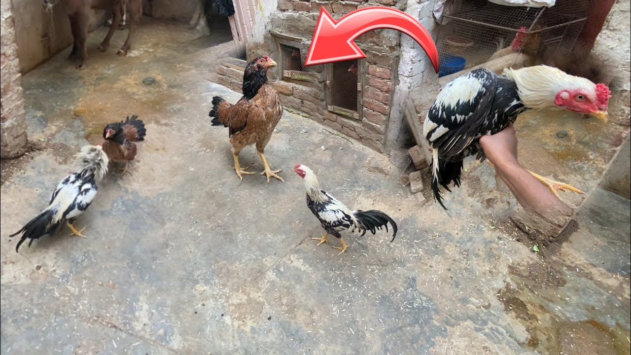 Sultan ko aseel Murgi Ne Hara Diya 😱