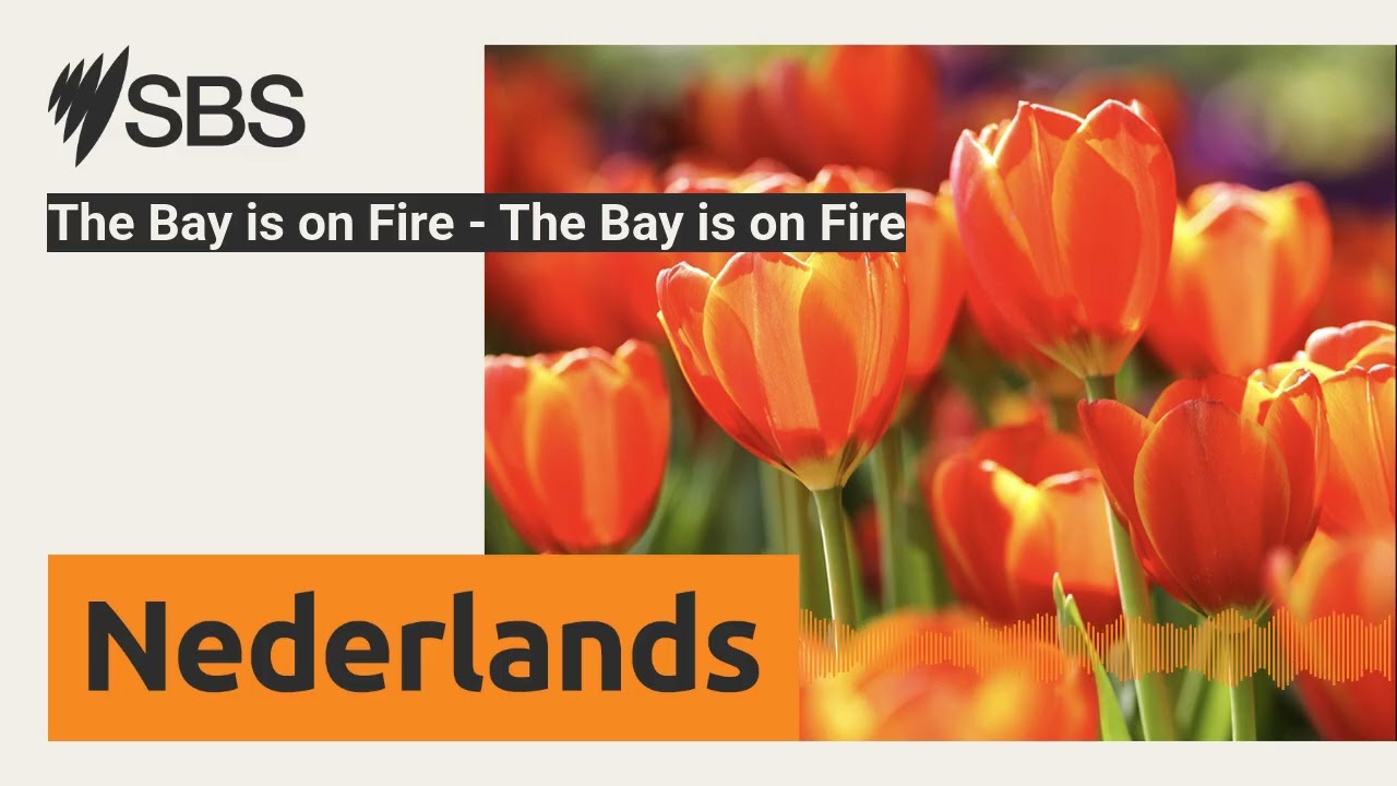 The Bay is on Fire - The Bay is on Fire | SBS Dutch - SBS Nederlands