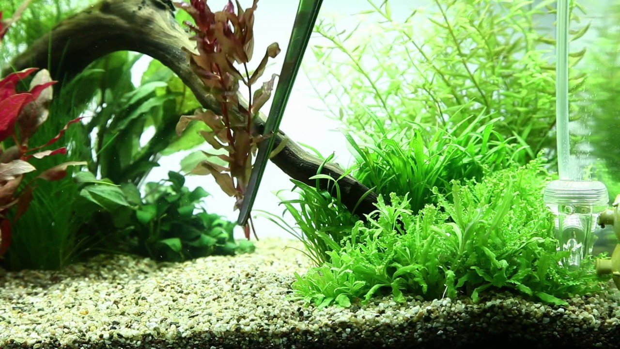 Tropica Tweezers for Aquariums - Pinzette f&uuml;r Aquarienpflanzen