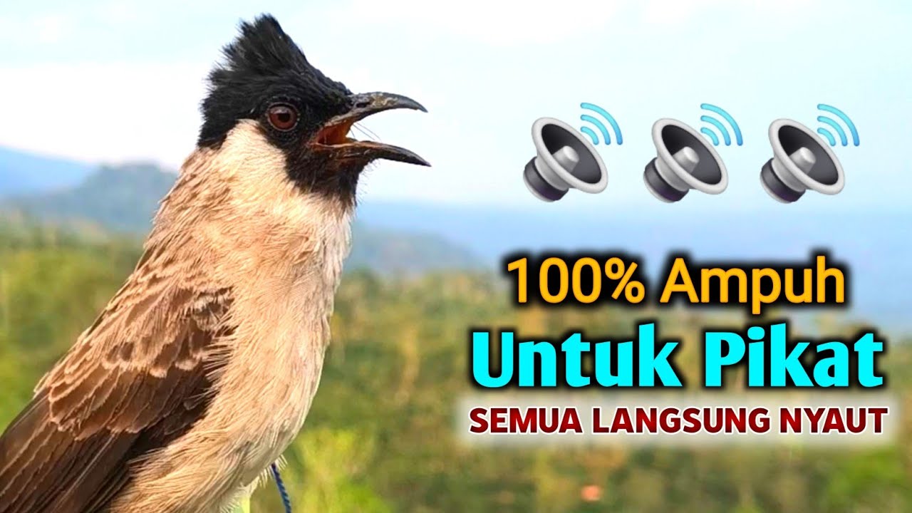 Suara Burung Kutilang Gacor Memanggil Temannya Agar Bunyi