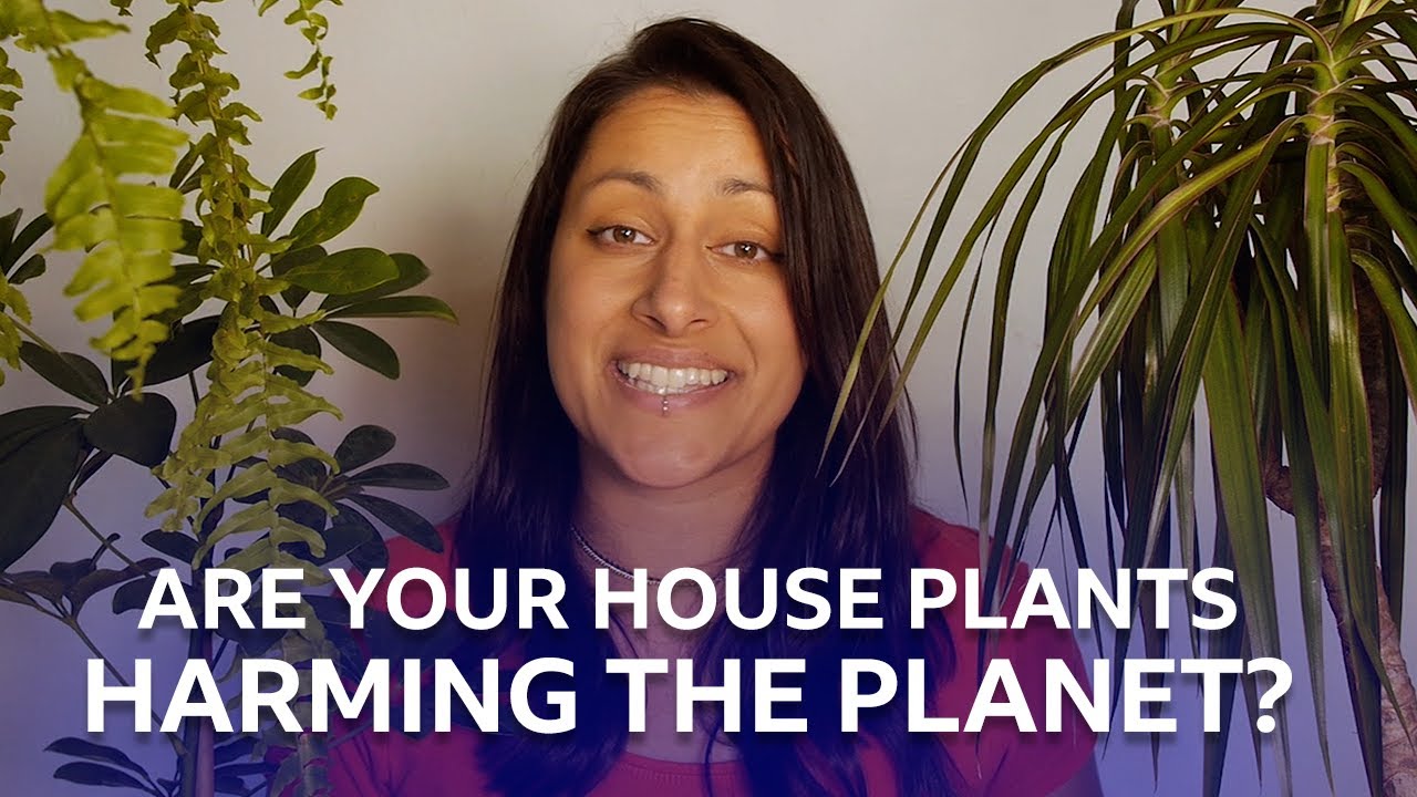 Are Your House Plants Harming The Planet? | BBC The Social