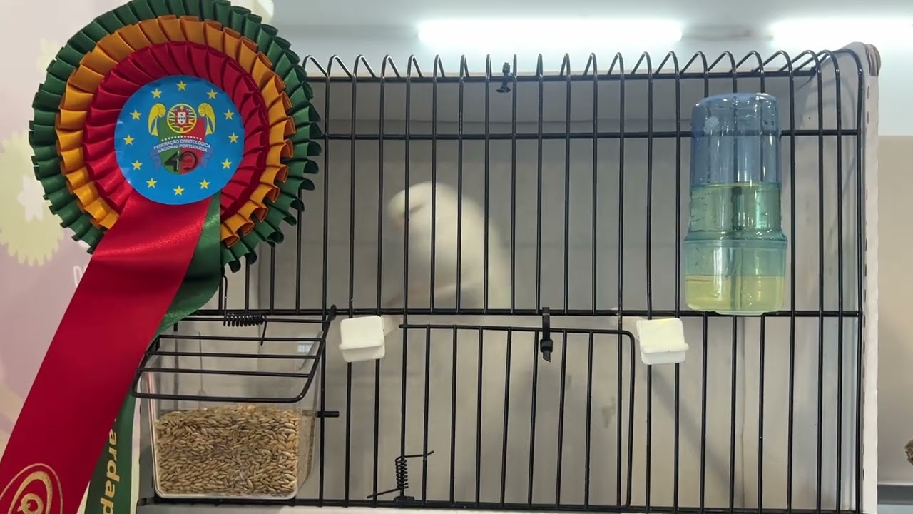 Exposição Ornitológica da Ilha da Madeira—AOM 2025