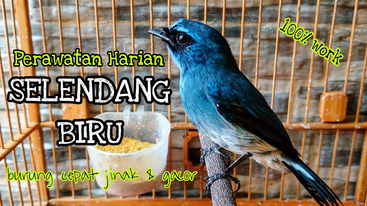 PERAWATAN HARIAN SELENDANG BIRU AGAR CEPAT GACOR | SIKATAN NINON GACOR | SELENDANG BIRU GACOR