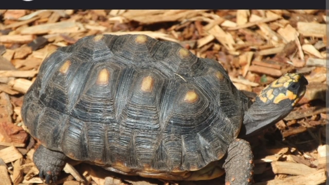 TORTUGA MORROCOY