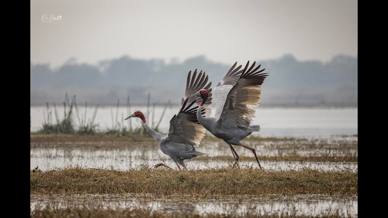 Three Days in Bharatpur | Keoladeo National Park Wildlife Documentary | Bird Photography Competition