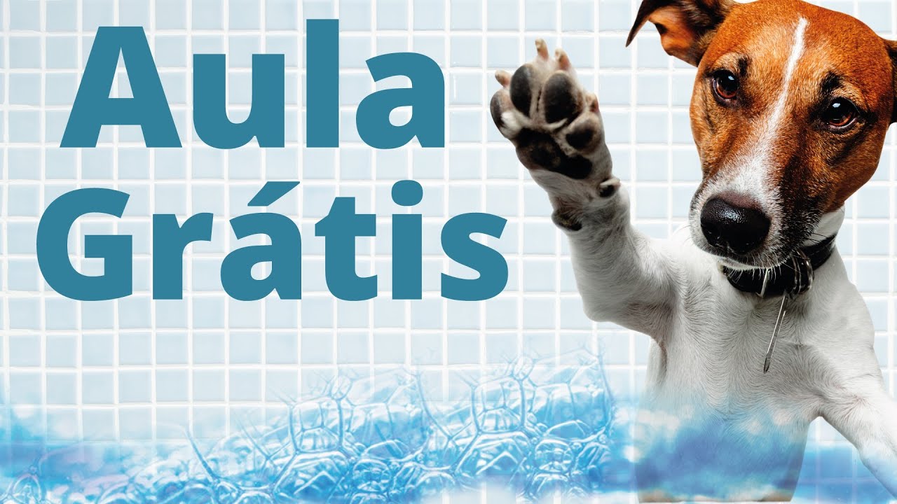 IUB - Curso de Banho e Tosa a distância (Aula Grátis)