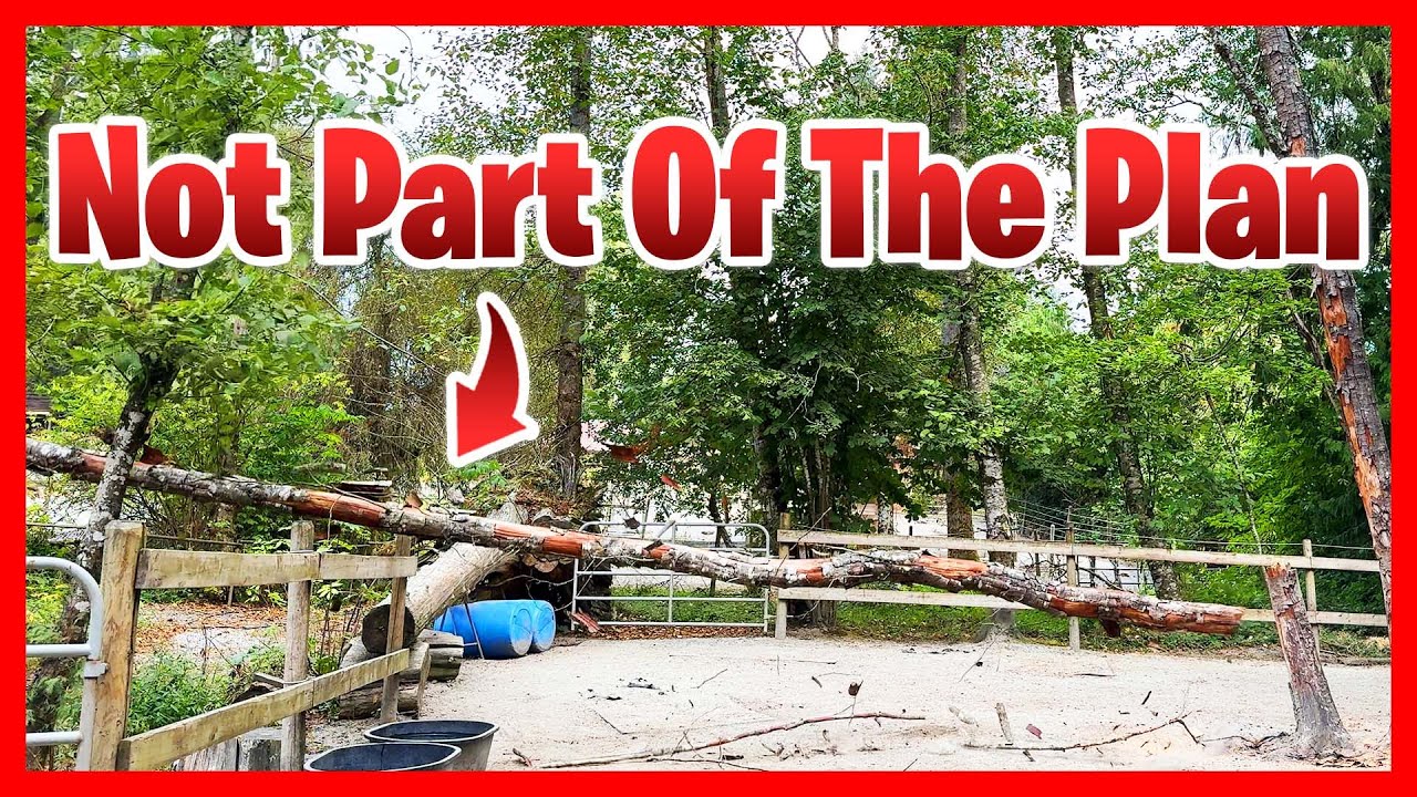 For The Safety Of The Horses...