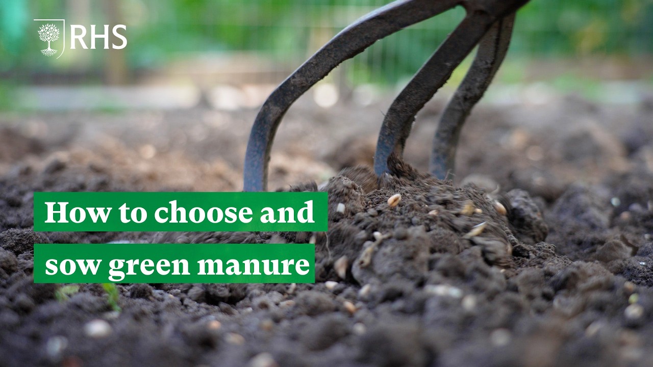 How to choose and sow green manure | The RHS