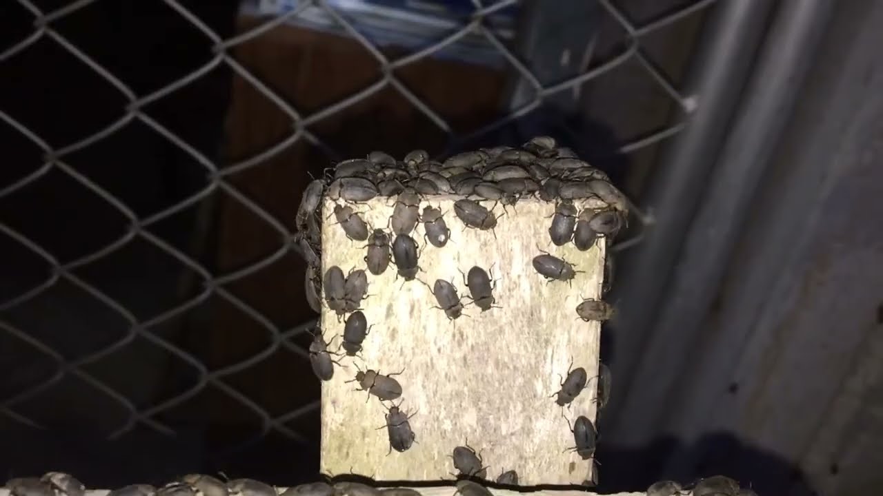 ด้วงกระเบื้อง (Alphitobius diaperinus beetle) 30/5/2021