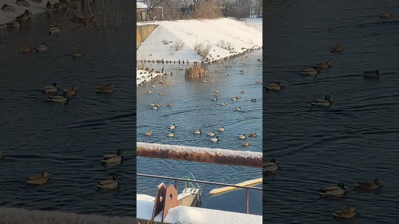 Я У ВІДРЯДЖЕННІ...