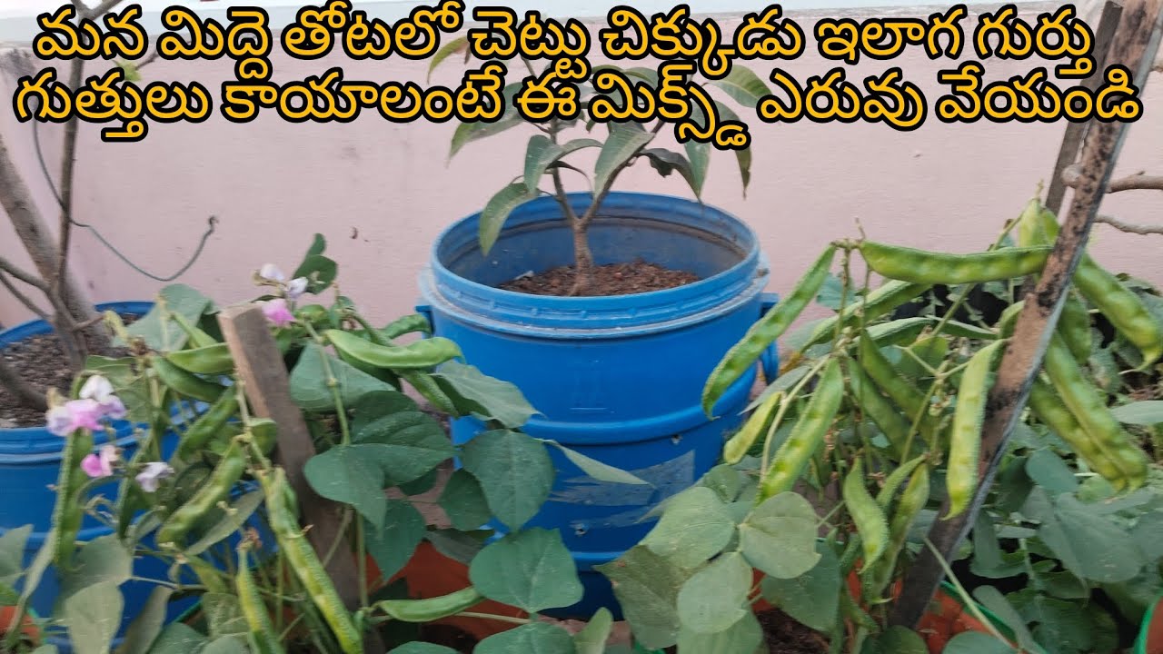 చెట్టు చిక్కుడు ఎలాగా గుర్తు గుత్తులు కావాలంటే ఈ మిక్స్డ్ ఎరువు వేయండి#(Giri garden)