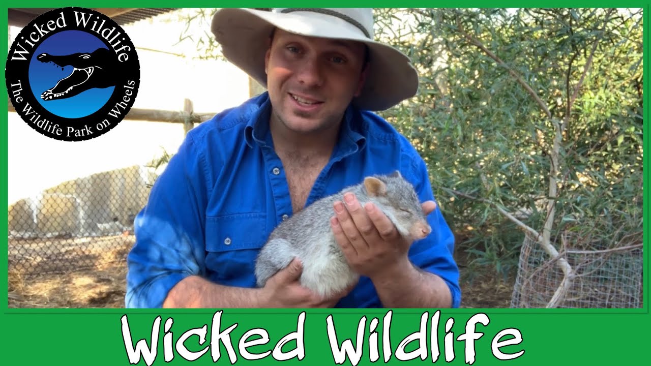 Bettongs - Miniature Macropods