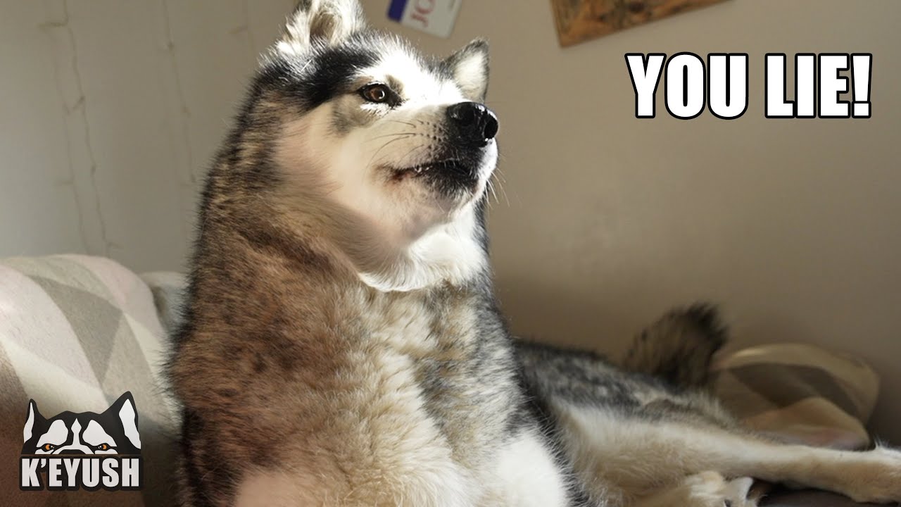 Telling My Husky His FEET Smell Like CHEESE!