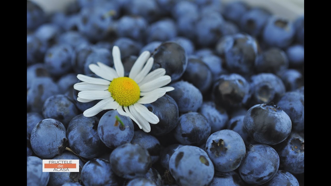 AFINELE | Fructele de acasă
