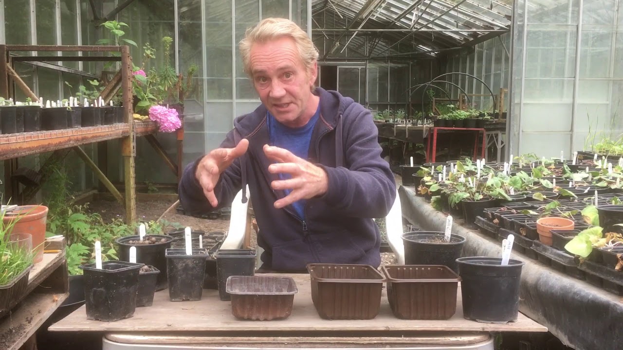 Collecting cyclamen seeds at stinky ditch nursery June’20