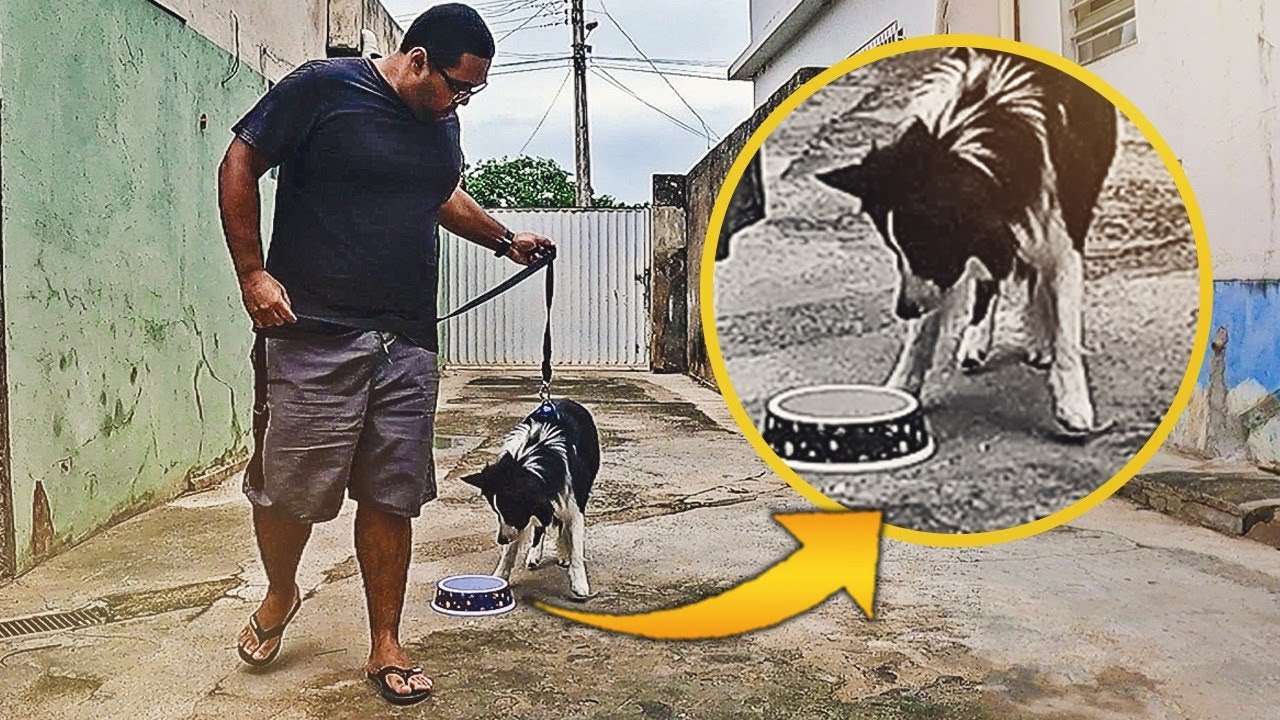 Como fazer seu cachorro não comer coisas do chão durante o passeio | TREINO NA PRÁTICA