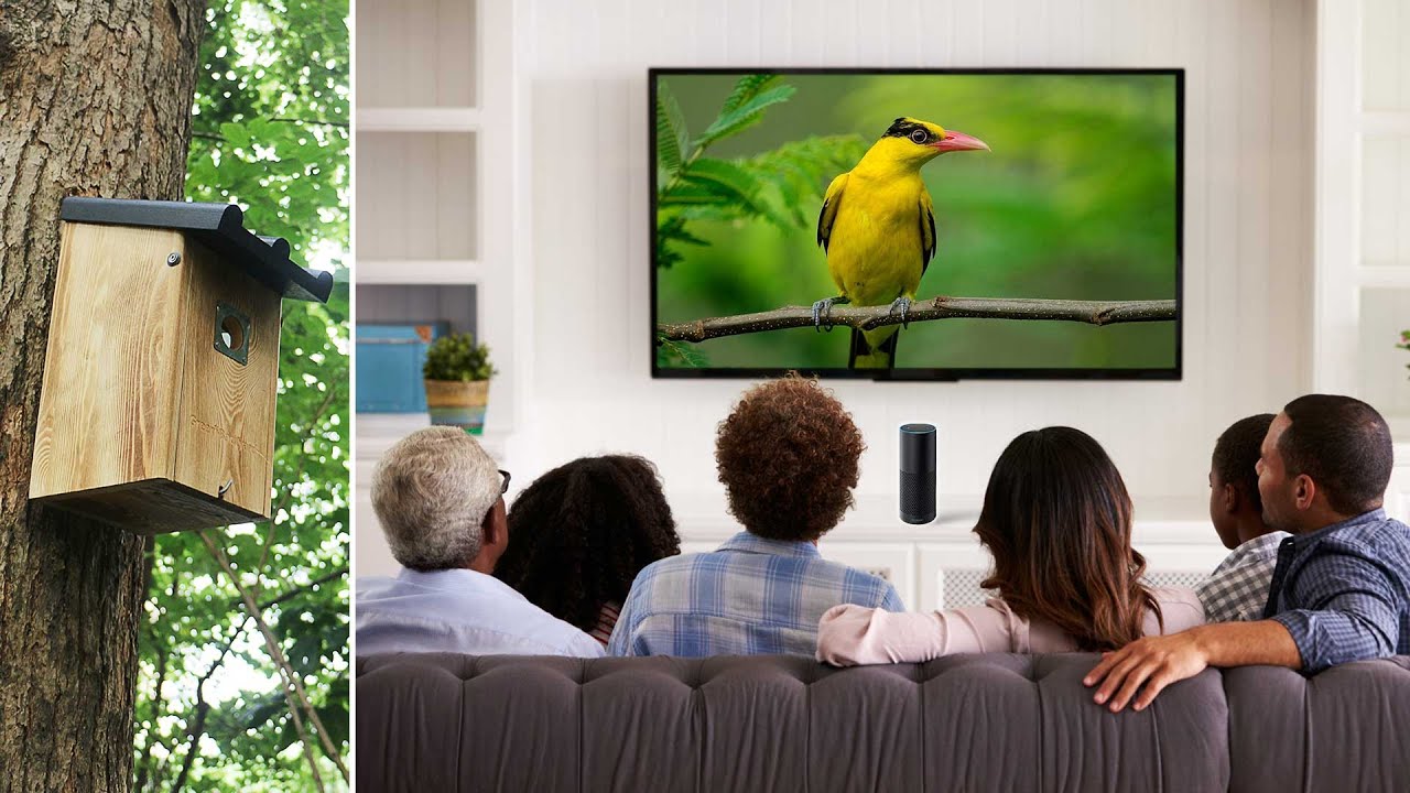 WiFi Bird Box Camera Alexa Google Home Compatible Review