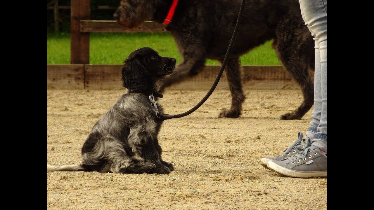 Roxy - Cocker Spaniel Puppy - 3 Week Residential Dog Training at Adolescent Dogs
