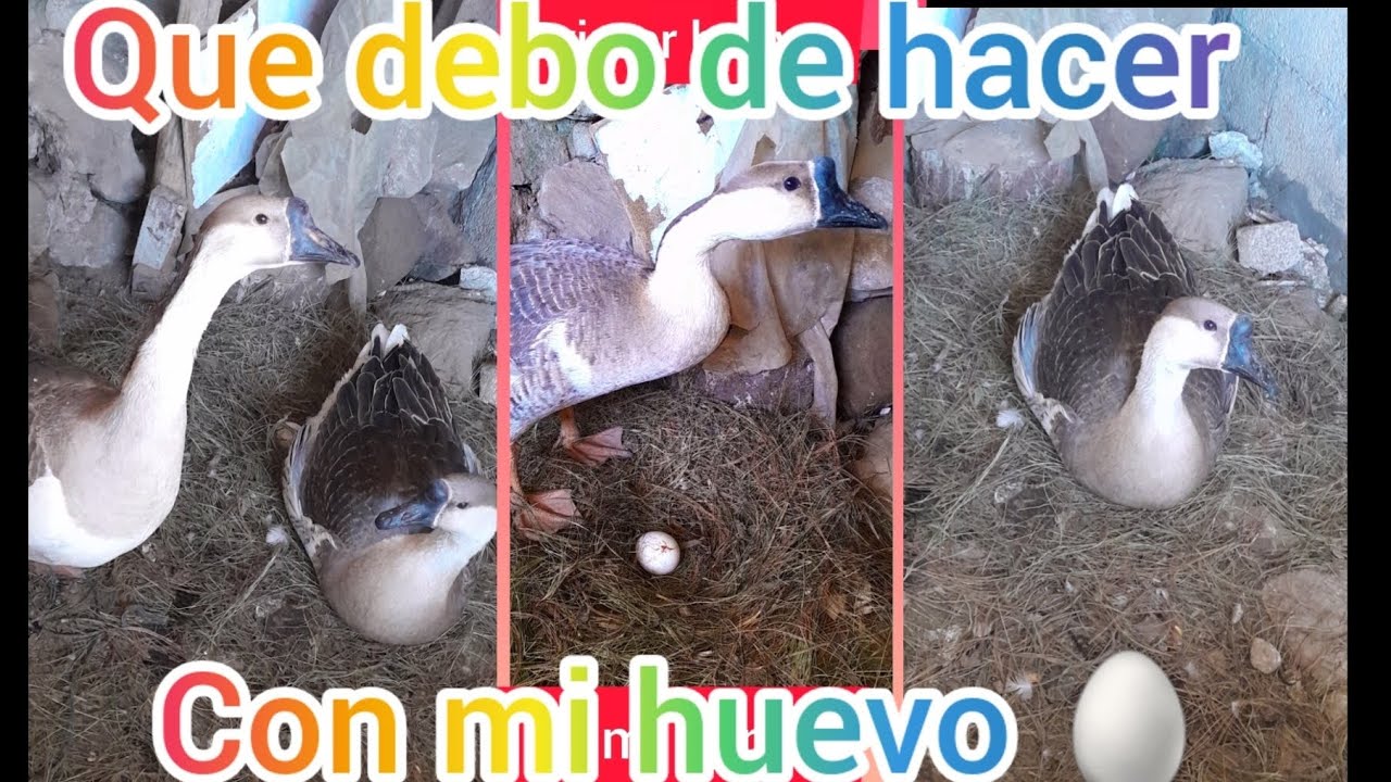 QUE HACER CUANDO MI GANSA ESTA PONIENDO huevos ????🥚🥚🥚🦢🦢🦢