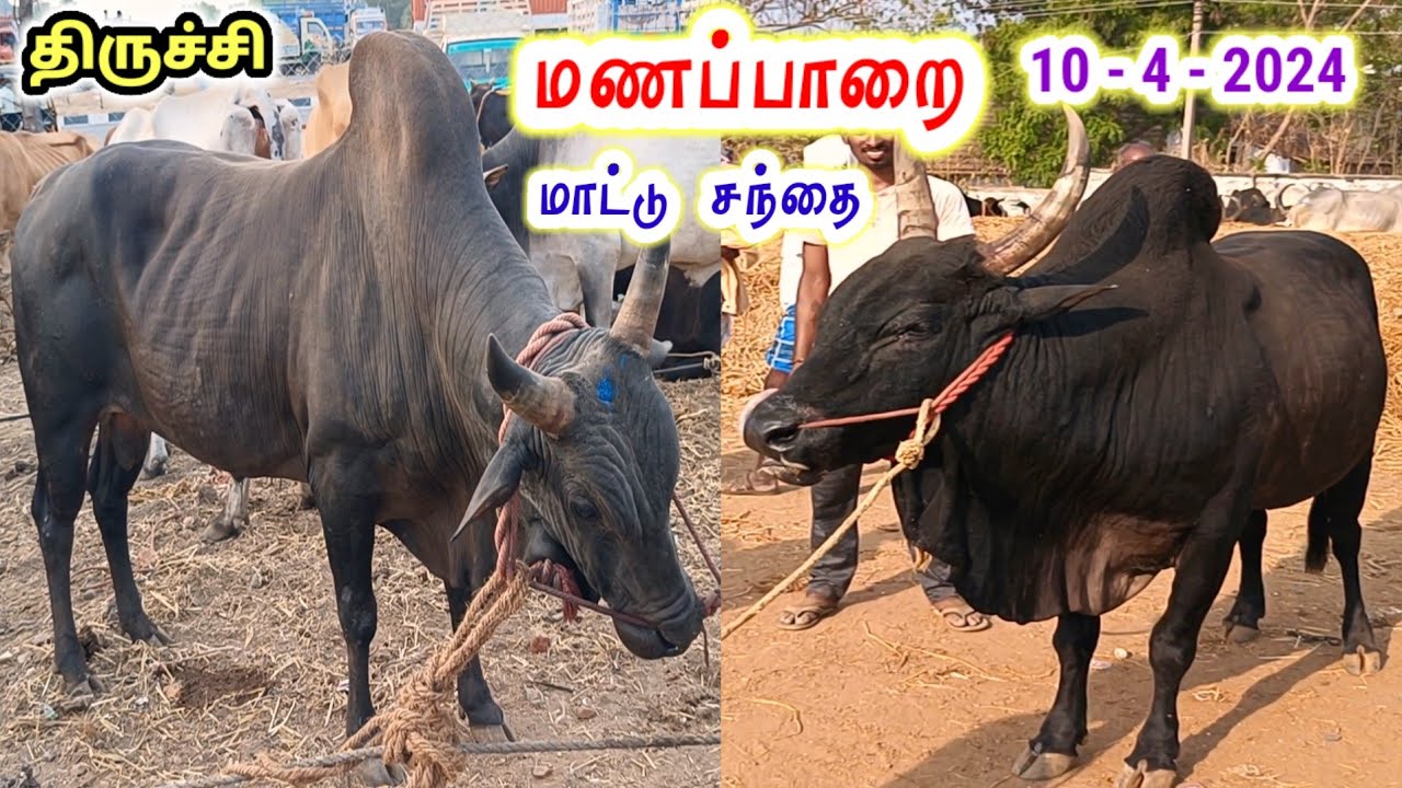 10 - 4 - 2024 / திருச்சி, மணப்பாறை மாட்டு சந்தை / Trichy , Manapparai / @tamilvivasayi