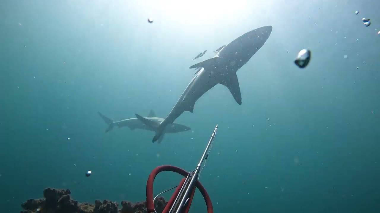 Safety stop sharks