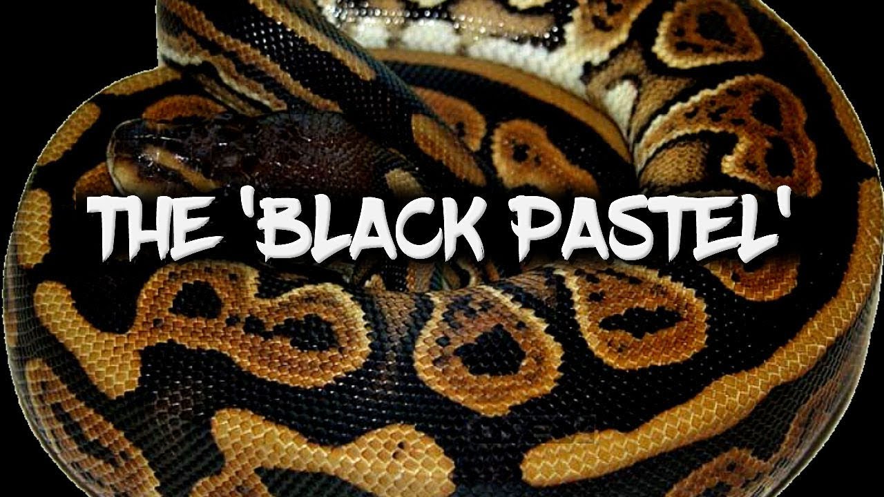 Black Pastel: The Dark King of Combos!