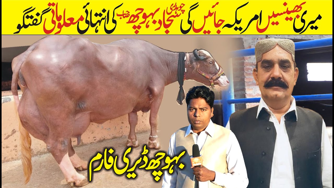 Modern Cow Buffalo farming In pakistan | Amazing Dairy Farm | Beautiful Horses | Farmhouse in Punjab