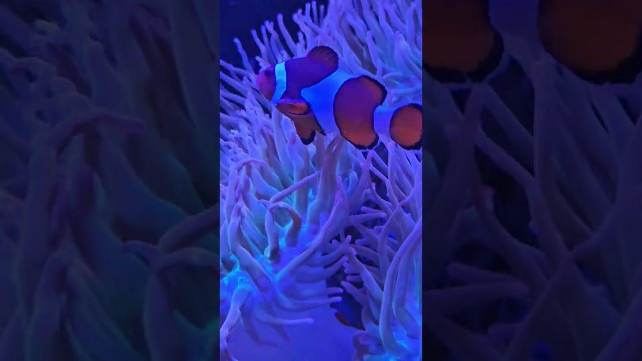 Aquarium.