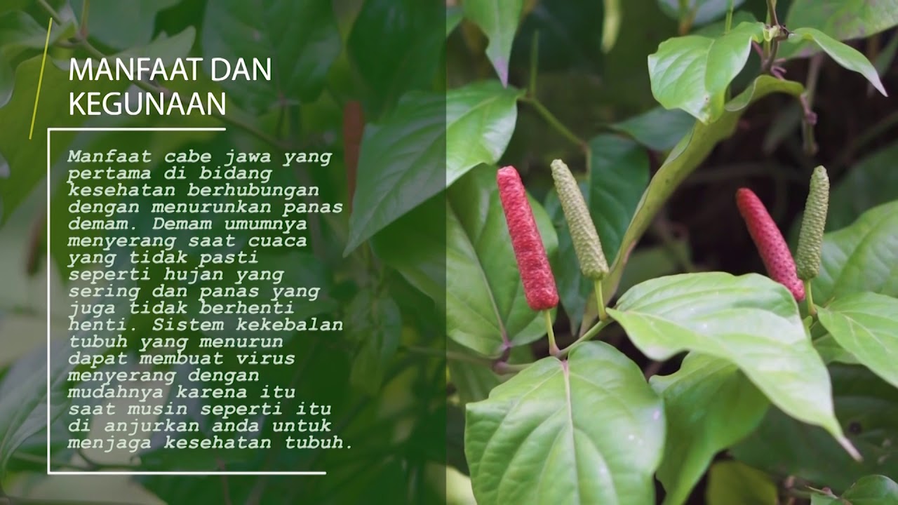 Agropedia - Cabe Jawa