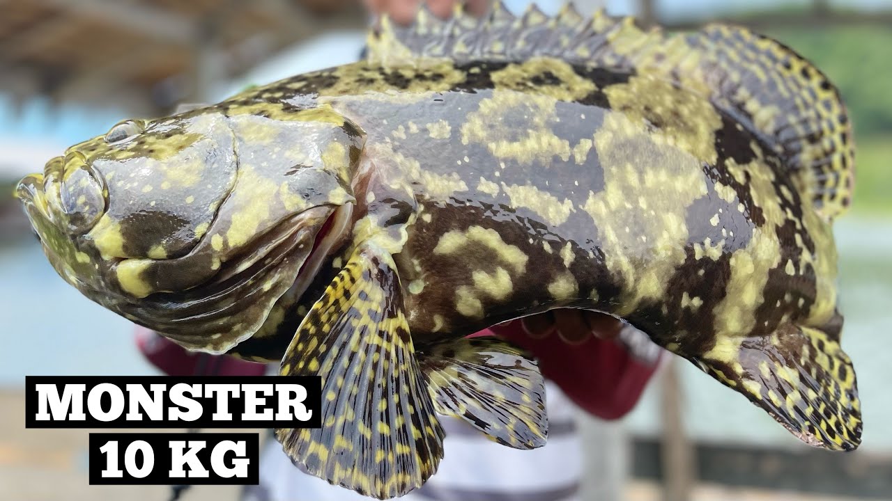 Umpan dan Teknik Mancing Kerapu Hybrid Kolam Rikaraya