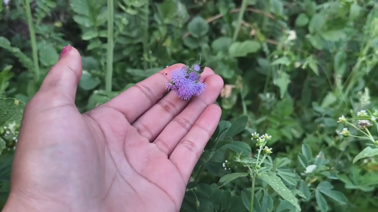 हमारे किचन गार्डन में सब्जी के बीज तैयार होने लगें हैं🌽🪴